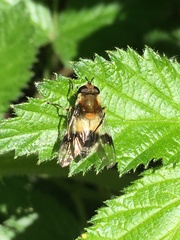 Leucozona lucorum
