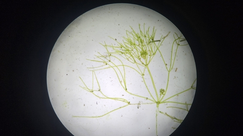 Nitella mucronata, 2026-08-04