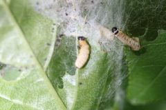 Yponomeuta evonymella