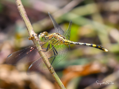 Diplacodes trivialis