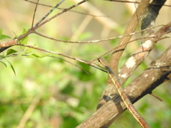 Dendrelaphis tristis