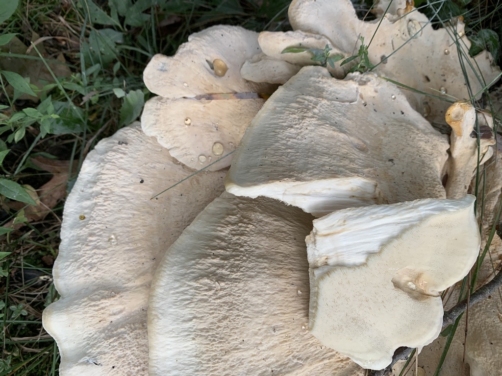 Berkeley's Polypore · August 2026 · photo: Photo: (c) InAweofGod'sCreation, some rights reserved (CC BY) · iNaturalist