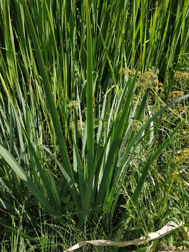 Наблюдение на iNaturalist