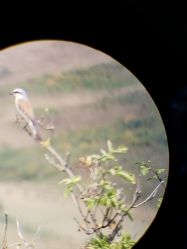 Red-backed Shrike