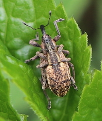 Hypera conmaculata