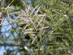 Tamarix chinensis