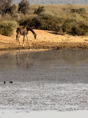 Southern Giraffe
