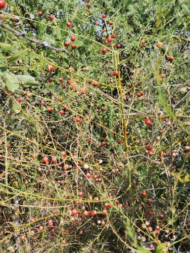 wild asparagus