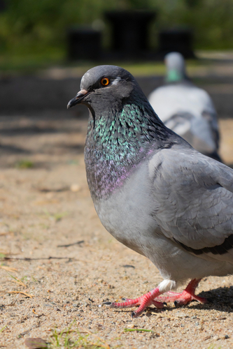 Feral Pigeon