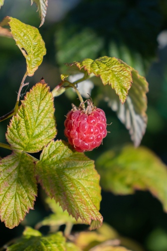 red raspberry
