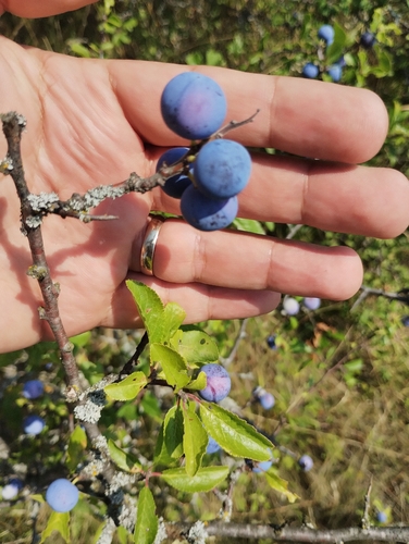 Blackthorn