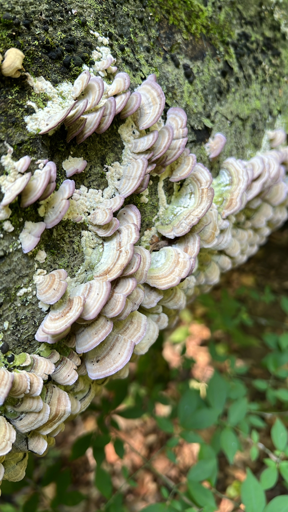 violet-toothed polypore