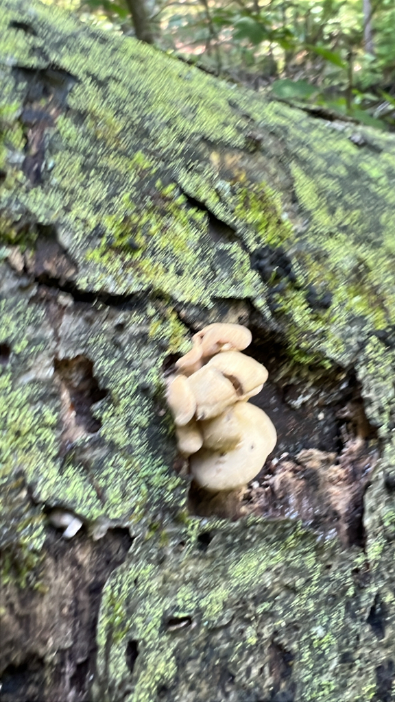 Luminescent Panellus