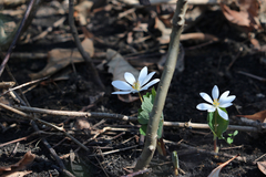 Sanguinaria canadensis