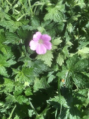 Geranium × oxonianum
