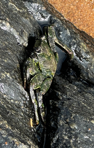 East Atlantic Sally Lightfoot Crab
