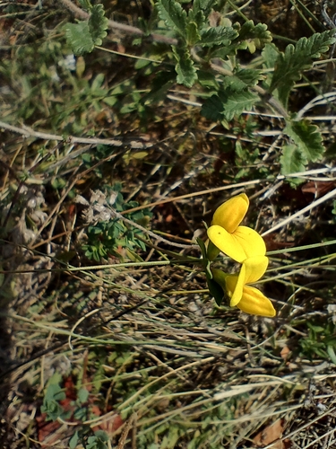 bird's-foot trefoil