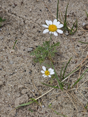 Anthemis ruthenica