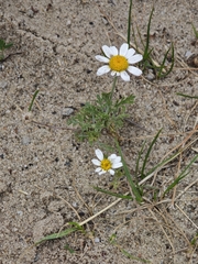 Anthemis ruthenica