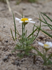 Anthemis ruthenica, photograph (c) Igor Balashov, some rights reserved (CC BY)
