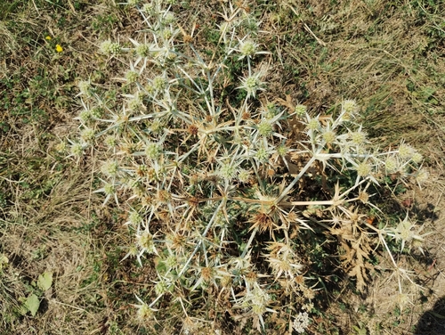 Field Eryngo