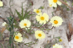 Layia glandulosa