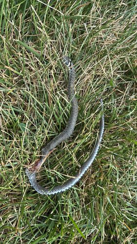 grass snake
