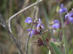 Rhodanthidium septemdentatum