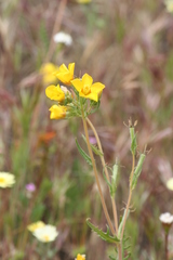 Mentzelia gracilenta