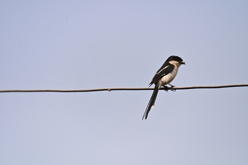 Northern Fiscal
