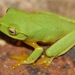 Dainty Green Tree Frog - Photo (c) Arthur Chapman, some rights reserved (CC BY-NC-SA)