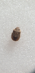 Sciocoris sideritidis