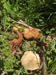 Fungi