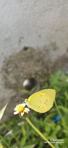 Common Grass Yellow