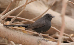 Cercotrichas podobe