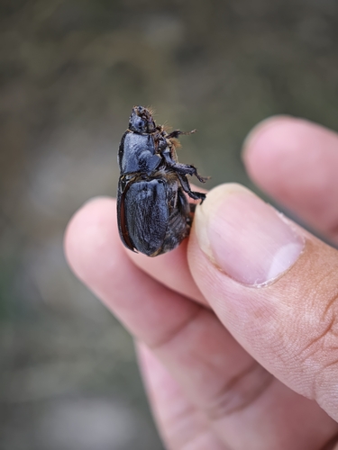Pentodon quadridens