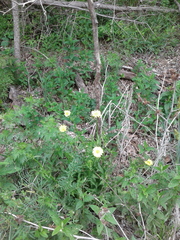 Pyrrhopappus pauciflorus