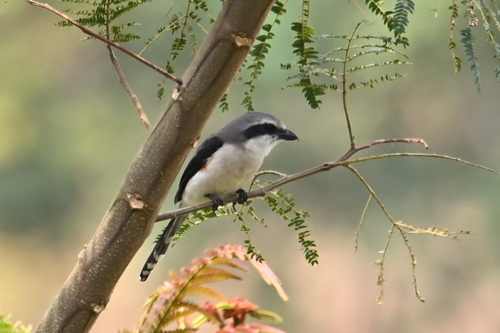 Mackinnon's Shrike