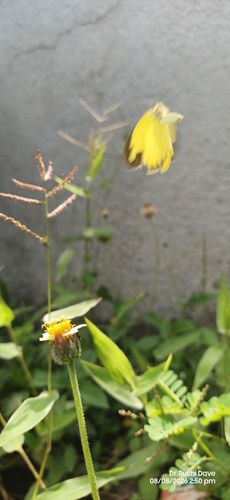 Tridax Daisy