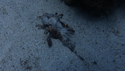 Inimicus filamentosus observed 2026-08-06