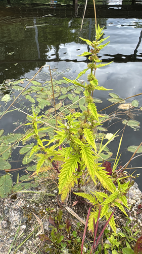 European water-horehound