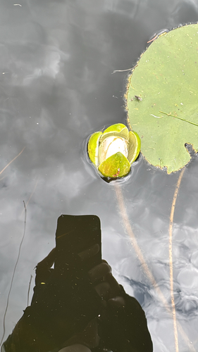 white water lily