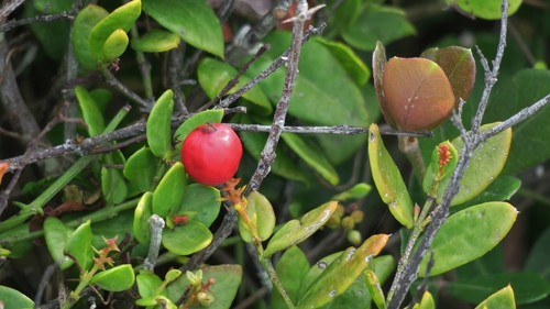 Rhoiacarpos capensis (Harv.) A.DC.