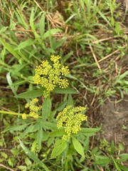 Thaspium trifoliatum