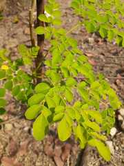 Moringa