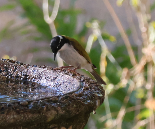 White-throated Honeyeater