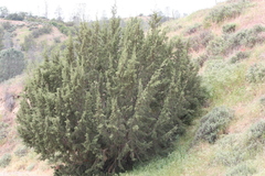 Juniperus californica