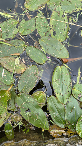 floating-leaved pondweed