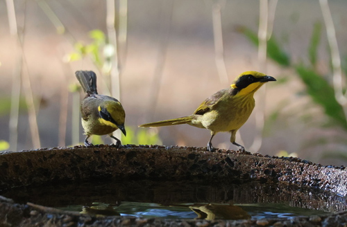 Yellow-tufted Honeyeater