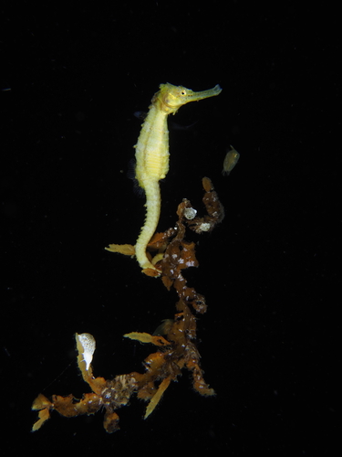 Longnose seahorse (Hippocampus trimaculatus) — Syngnathidae — 5